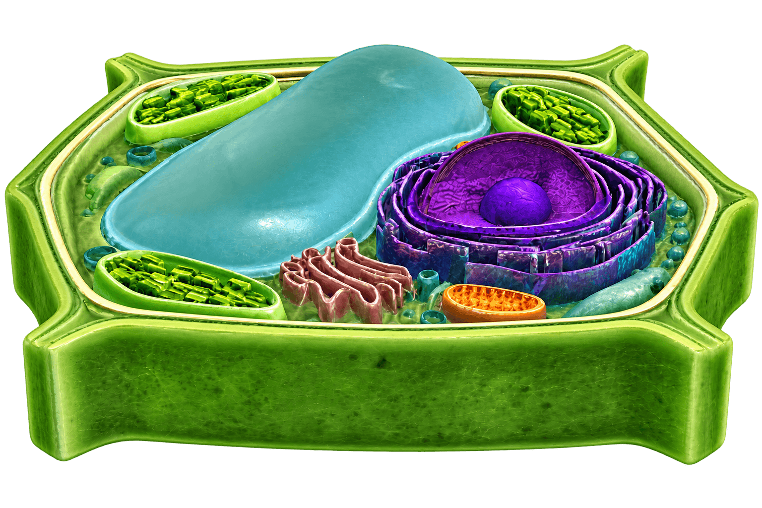 Interactive plant cell app